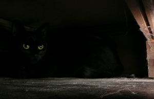spectacular black cat